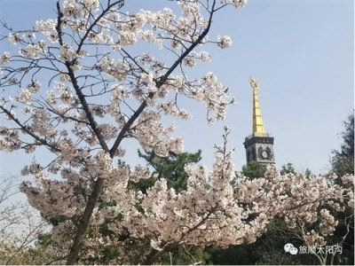 ​东北地区最长最美！大连这条樱花大道正绽放