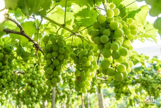 清徐风景好的地方（清徐一个又酸）(11)