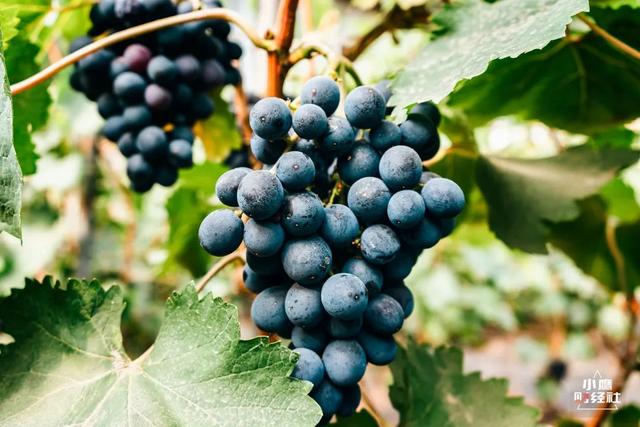 清徐风景好的地方（清徐一个又酸）(12)