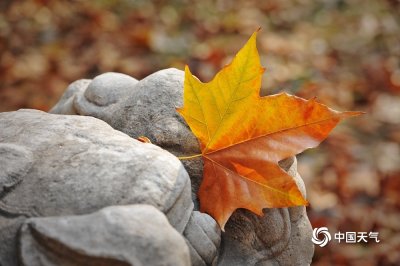 ​一片落叶一季秋 北京街头步步成景美如画