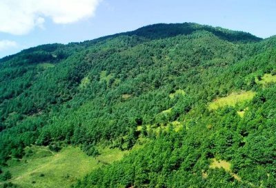 ​自家林地被别人登记，怎么变更林权证？