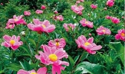 立夏的来历，关于立夏的来历30字左右？图3