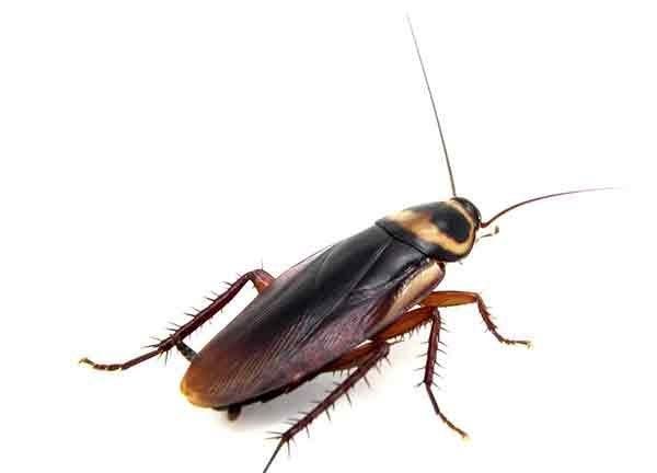 蟑螂的药用价值及用途