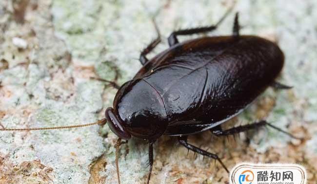 蟑螂的药用价值及用途