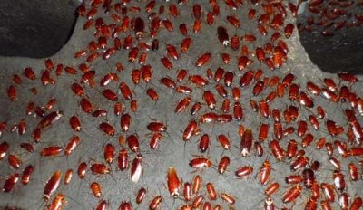 ​蟑螂有什么药用价值,消除蟑螂的药用什么药最好