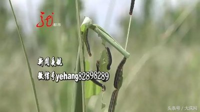 ​我省这些地方发现黏虫踪迹！五常10.4万亩玉米遭到破坏