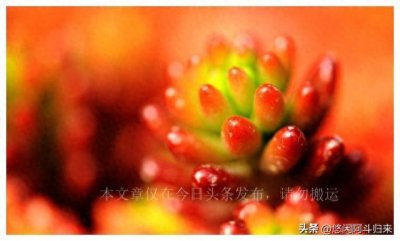 ​100种多肉图鉴，比花还美，你认识几种？