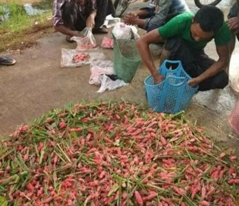 ​一大片“粉色肉块”侵袭缅甸农田！农民吐槽：这真是最恶心的东西