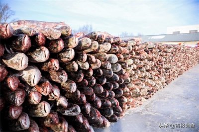 ​搭上“互联网+”快车，查干湖胖头鱼有了“身份证”