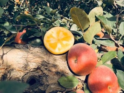 ​阿克苏苹果——给你18度的甜