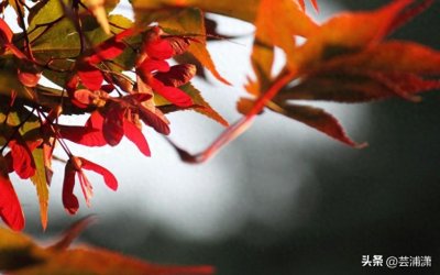 ​新诗的写作格式规范初探