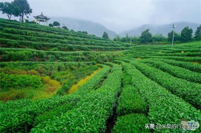 ​国内最著名的两个茶海 一个名叫中国茶海 一个号称中国最大的茶园
